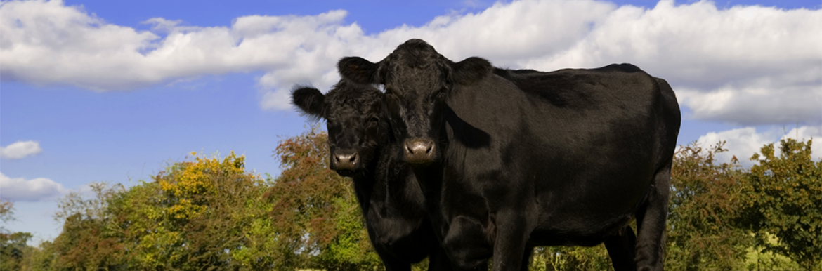 Image of Cows